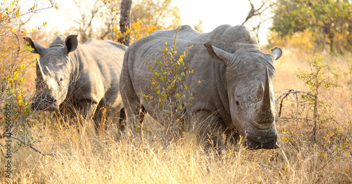 African White Rhino in a South African Game Reserve