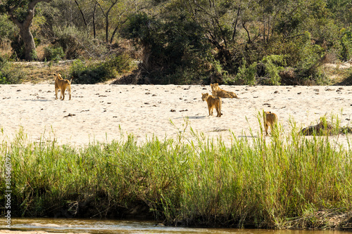 African Lions next to a dry river bed in a South African Game Reserve