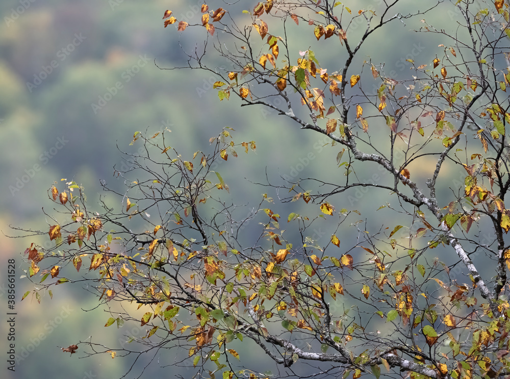 autumn leaves in the wind autumn leaves in the wind