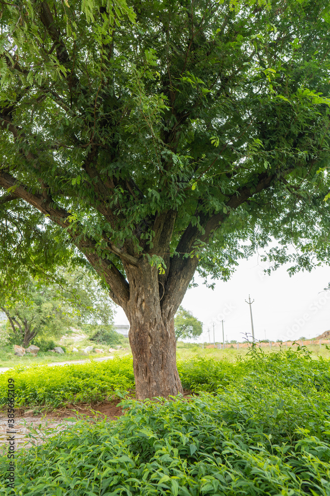 Strong tamarind tree base full of green in winter Strong tamarind tree base full of green in winter