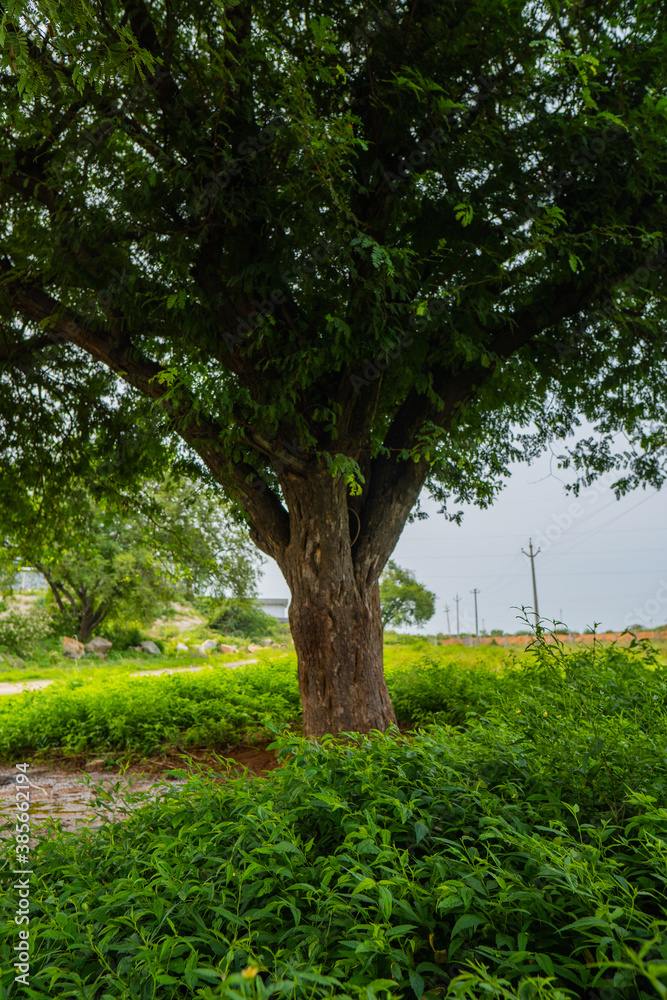 Strong tamarind tree base full of green Strong tamarind tree base full of green