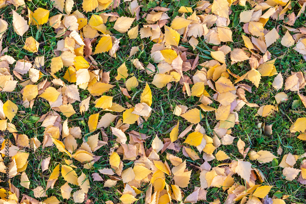autumn leaves background autumn leaves background