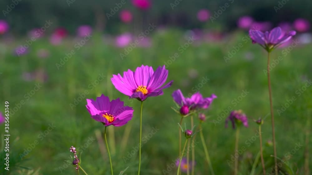 Close up of beautiful purple flowers, outside on bright and sunny day with background blur Close up of beautiful purple flowers, outside on bright and sunny day with background blur