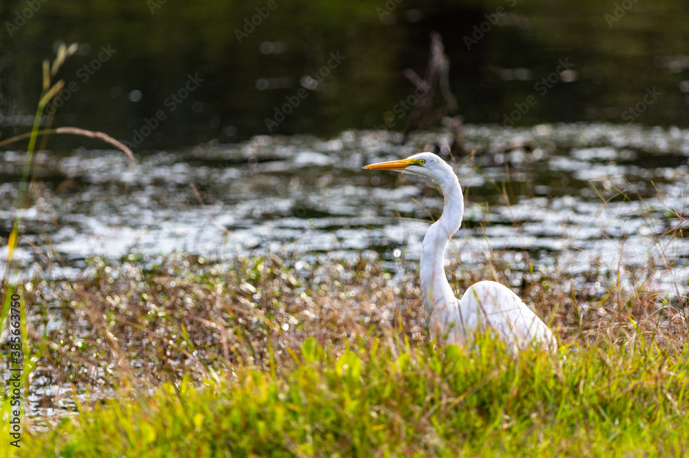 Great Egret in Tall Grass Looking Left with Curved Neck Great Egret in Tall Grass Looking Left with Curved Neck