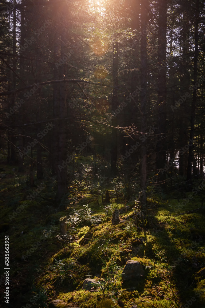 Obraz premium Forest landscape in summer sunny morning. Dense forest with green grass and moss. Picturesque siberian taiga scene.