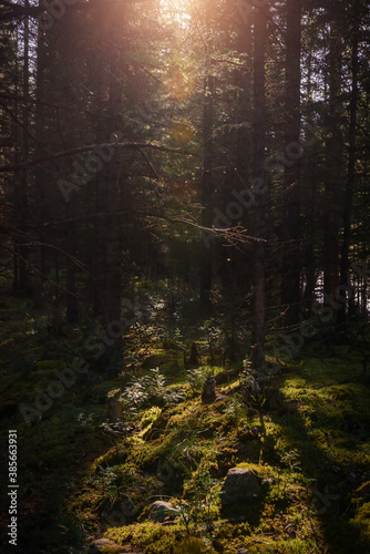 Forest landscape in summer sunny morning. Dense forest with green grass and moss. Picturesque siberian taiga scene.