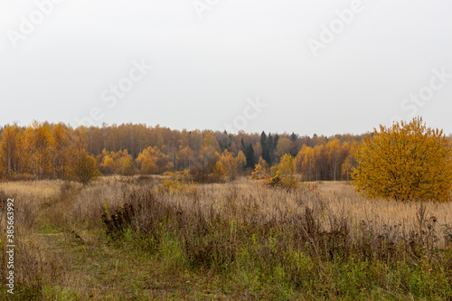 Autumn meadow with dry grass, yellow trees in cloudy day