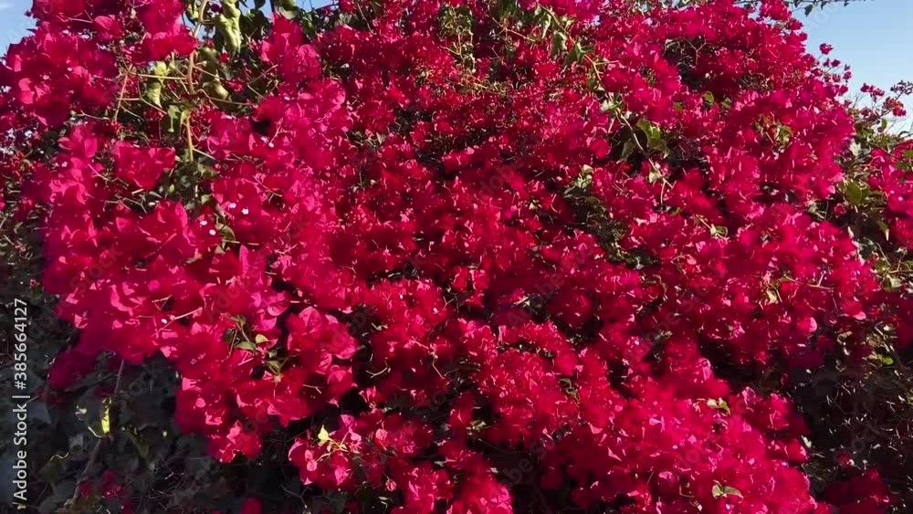 Red Flowers Hiking Trail Red Flowers Hiking Trail