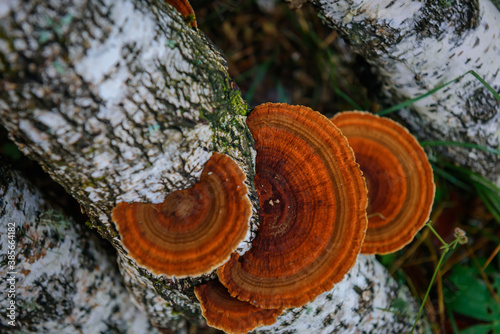 Top view healing chaga mushroom on old birch trunk close up. Red parasite mushroom growth on tree. Bokeh background.