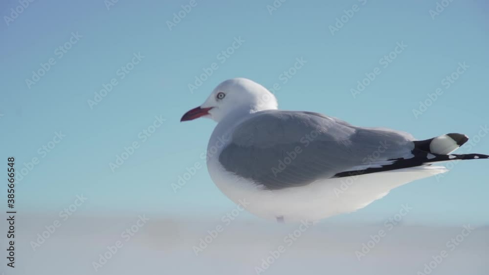 Close view of wind blowing through feathers of red-billed gull Close view of wind blowing through feathers of red-billed gull