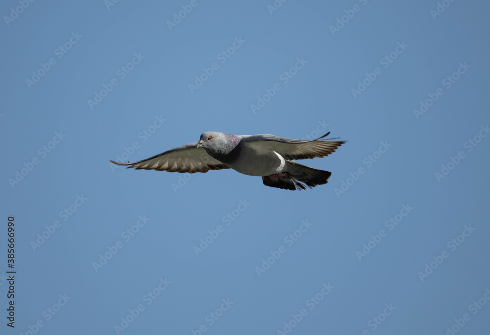 Fototapeta premium Pigeon in mid flight