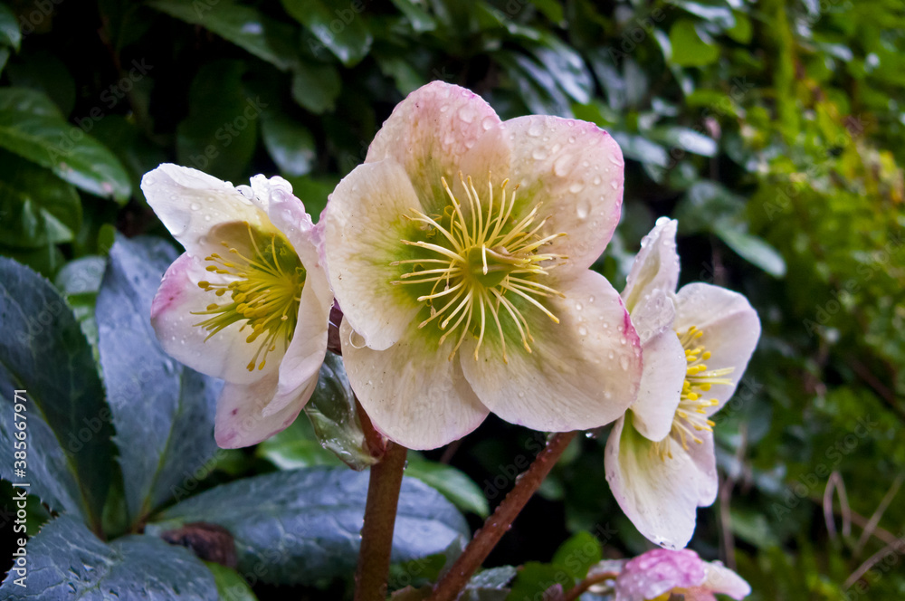 Winter blooming white hellebores in the garden. Helleborus niger. Winter blooming white hellebores in the garden. Helleborus niger.