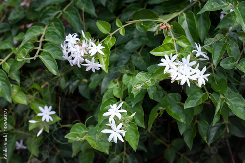 White flower of Jasminum siamense Craib bloom on tree in the garden. photo