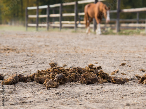 Canvastavla Horse manure close-up