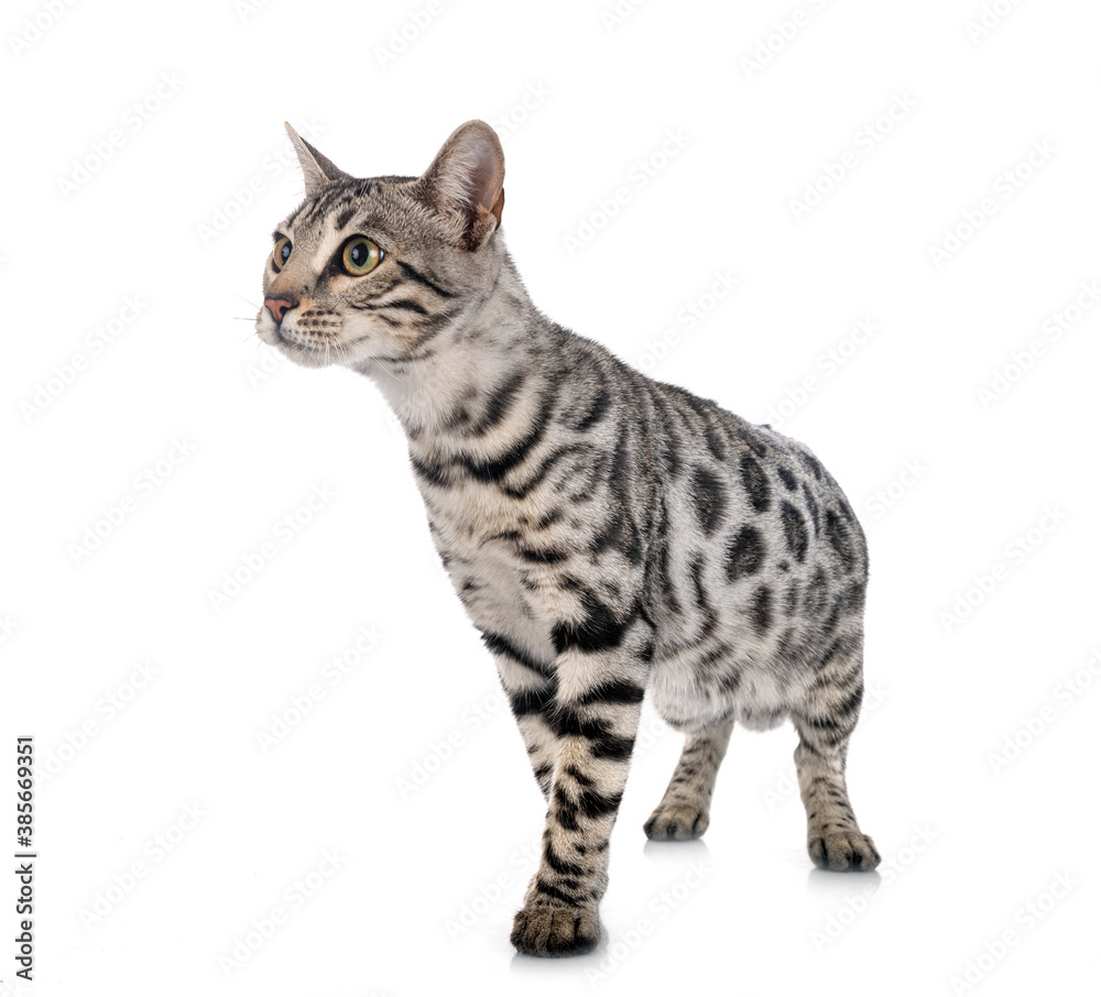 bengal cat in studio