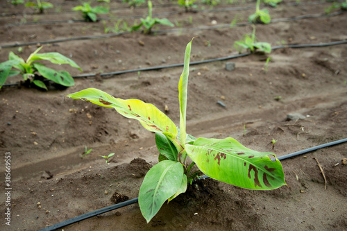 small banana plants are growin photo