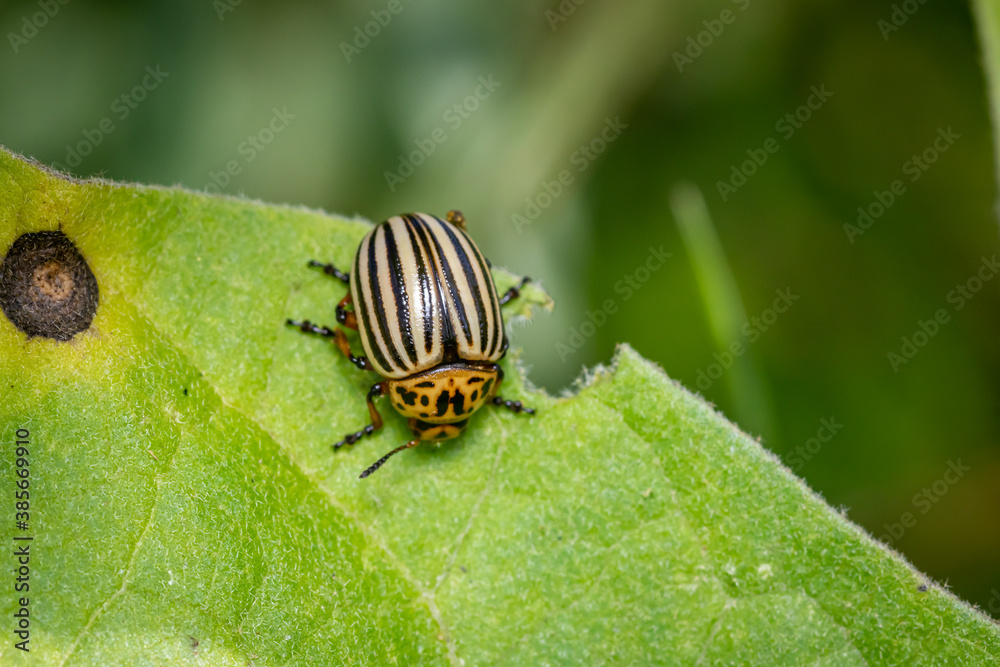 Colorado potato beetle (Leptinotarsa decemlineata) Colorado potato beetle (Leptinotarsa decemlineata)