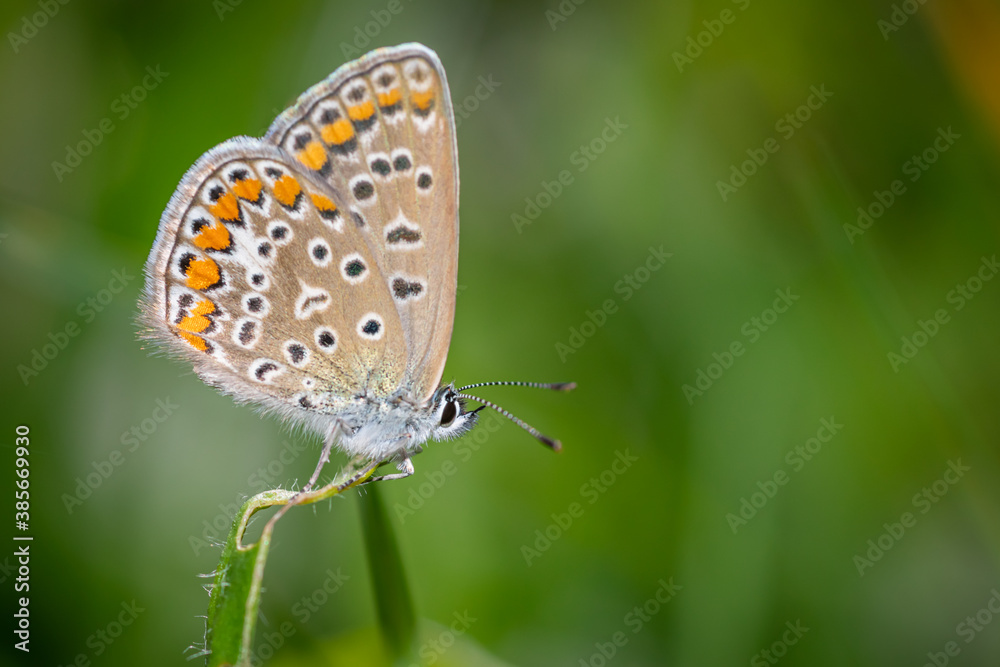 Common blue butterfly (Polyommatus icarus) Common blue butterfly (Polyommatus icarus)