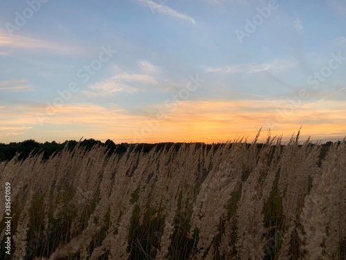 sunset field summer evening skyline