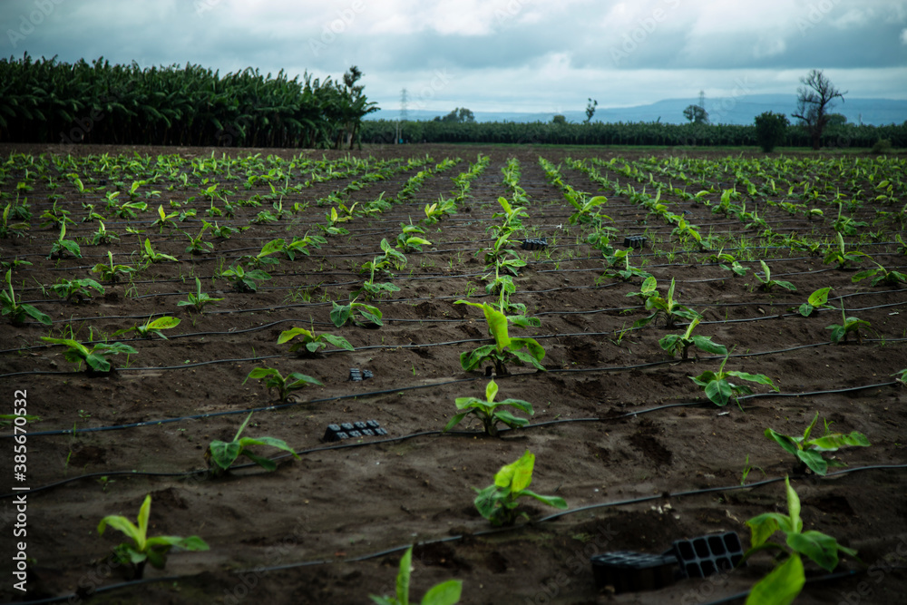 Obraz premium small banana plants are growin