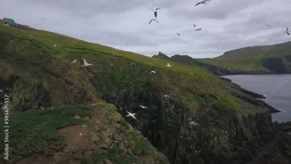 Coastal cliffs of Faroe Islands with sea birds. Shot on cloudy day Coastal cliffs of Faroe Islands with sea birds. Shot on cloudy day