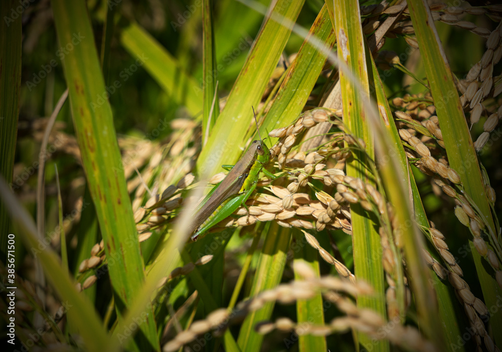 Locusts in the rice ears