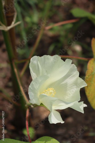 Cotton plant with pale yellow flower growing in th field. Gossypium plant in bloom on summer