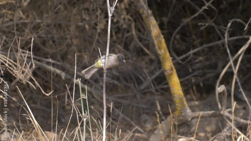 Yellow vented bulbuls on twig
Medium shot at sunset , Jerusalem, Israel
Yellow vented bulbuls on twig
Medium shot at sunset , Jerusalem, Israel
