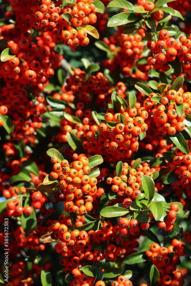 Close-up of Pyracantha or Firethorn hedge with orange berries on branches in the garden on autumn season