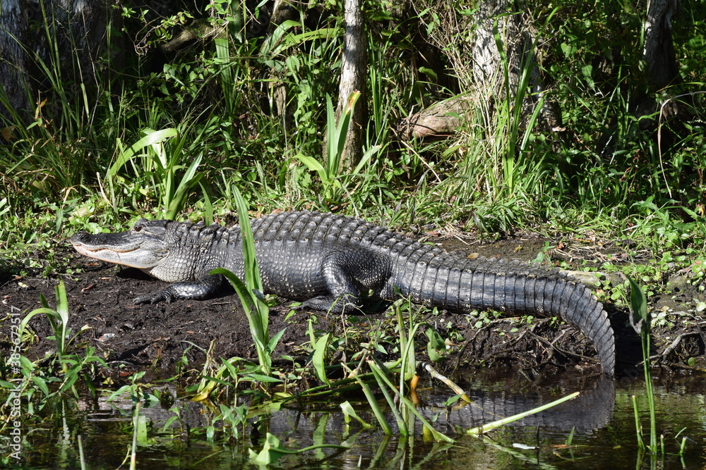 Alligator at Wakulla Springs Florida Alligator at Wakulla Springs Florida