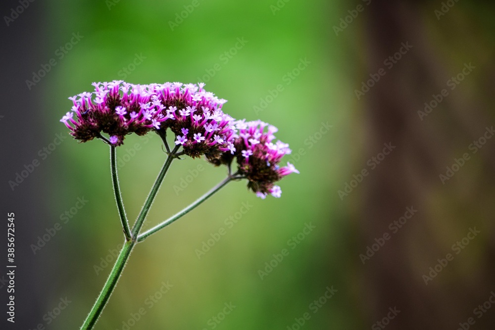 Fototapeta premium メキシコ料理の香辛料としても使用されるヤナギハナガサ