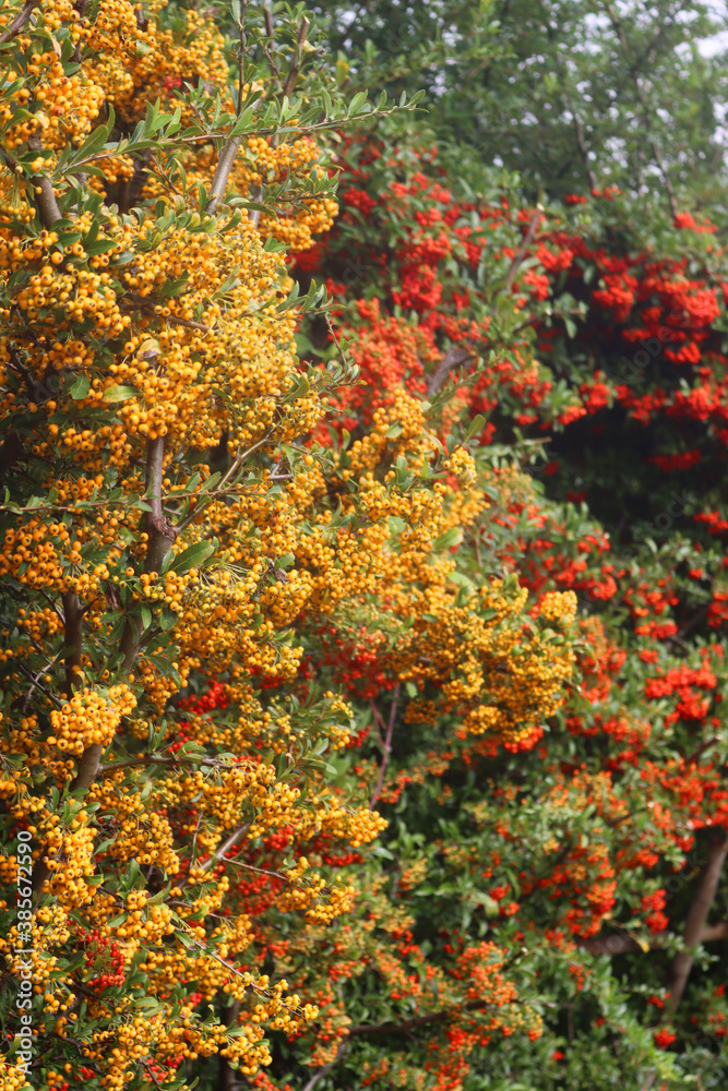 Pyracantha or Firethorn hedge with yellow and red berries on branches in the garden on autumn season