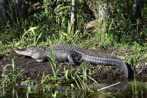 Alligator at Wakulla Springs Florida