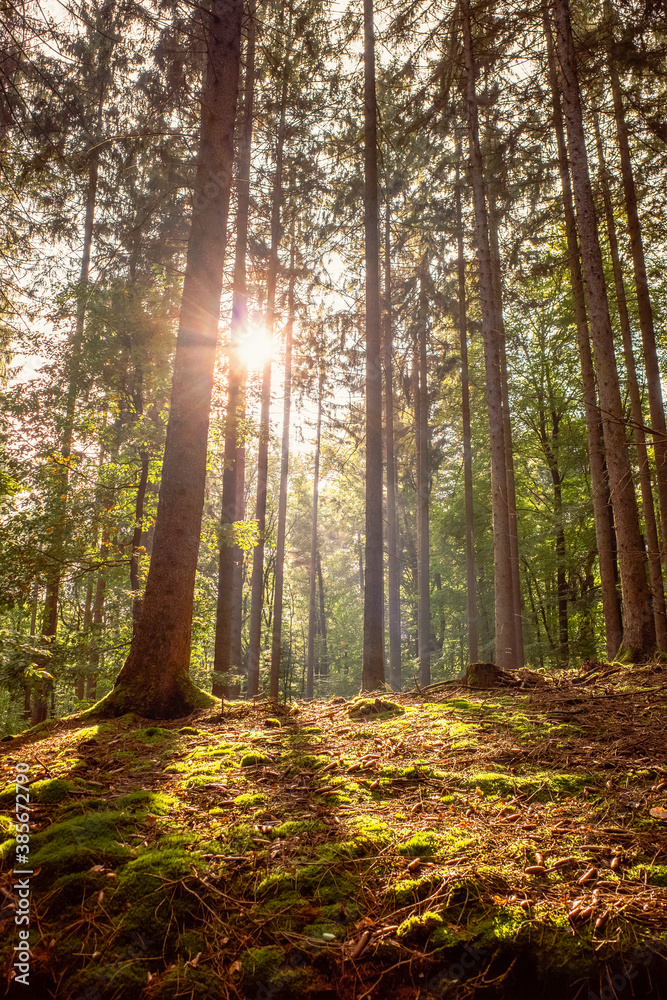 Fototapeta premium sun rays in the forest