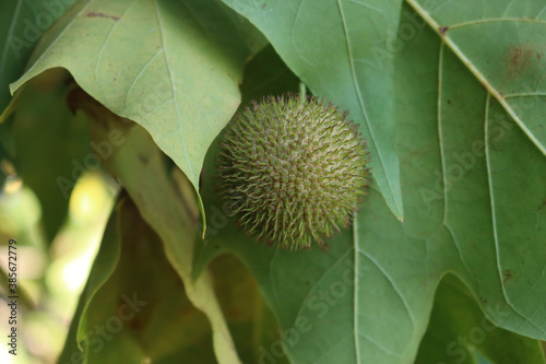 Foto Plane or Sycamore tree with leaves and fruits on branches in the garden