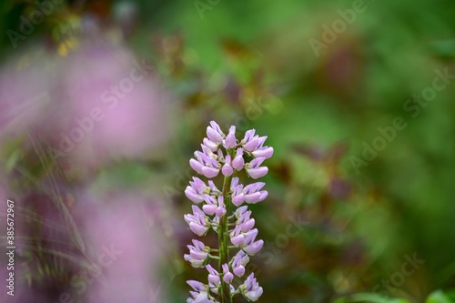 ルピナスは明治時代に渡ってきて、古くは食料、肥料として利用された時代もありますが現代では観賞用です。