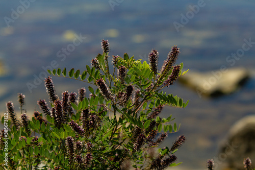 flowers in the wind