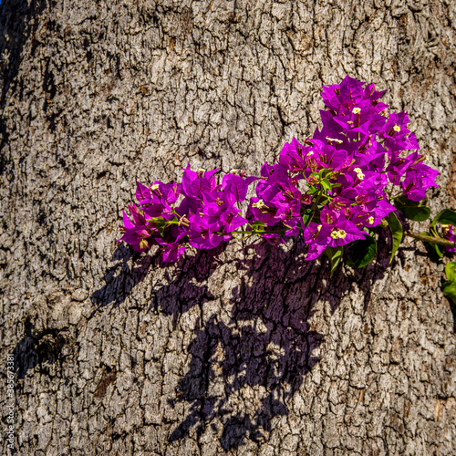 Bougainvillea