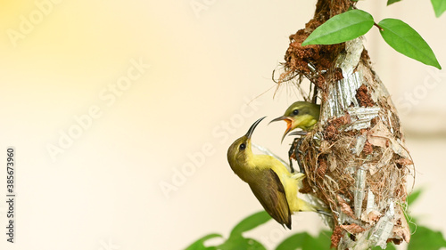 Sunbird and baby bird in a nest at Thailand. Olive-backed sunbird, Yellow-bellied sunbird, Cinnyris jugularis