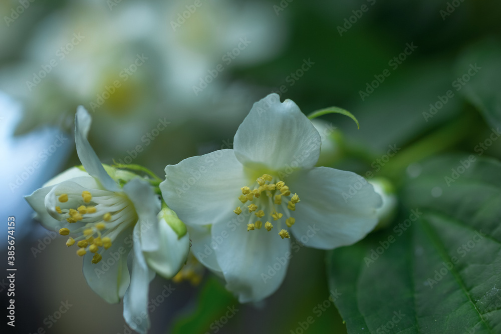 branches of flowering jasmine in the macro park. background with jasmine flowers. branches of flowering jasmine in the macro park. background with jasmine flowers.