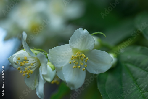 branches of flowering jasmine in the macro park. background with jasmine flowers.