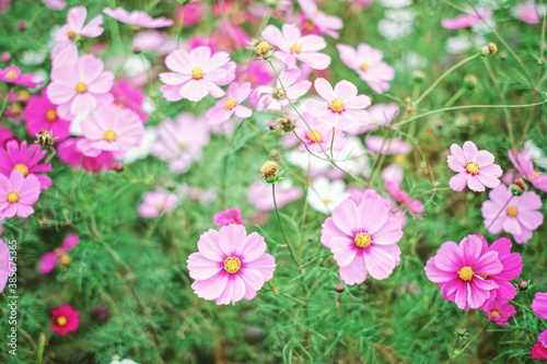 Beautiful colorful selective focus pink cosmos flower blooming  Hitachi Seaside Park  Ibaraki Japan. 