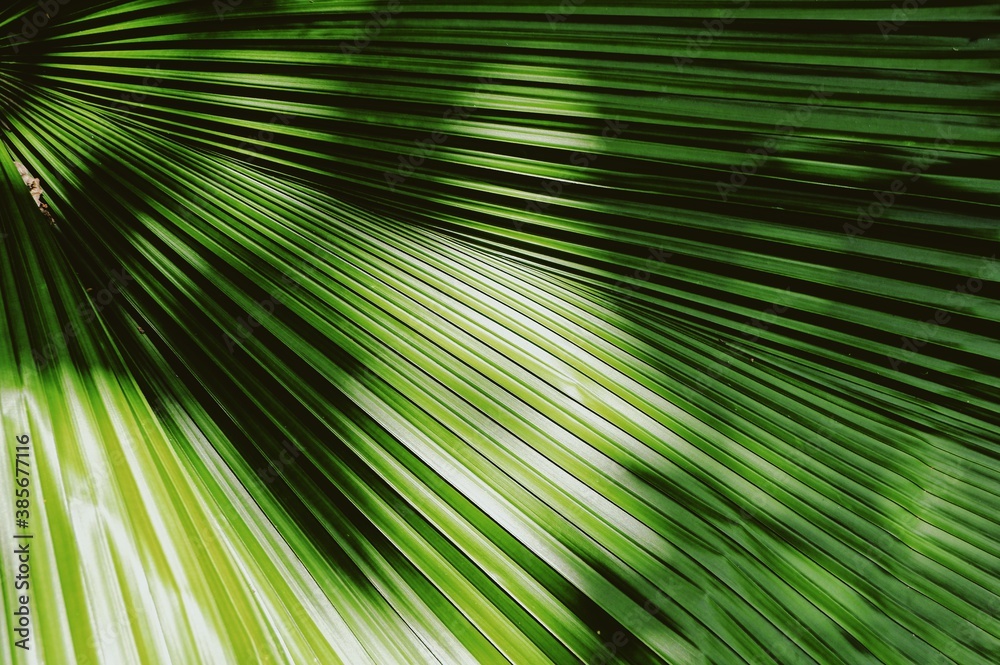Fototapeta premium Green Leaf Wallpaper Texture with Shadow Background.