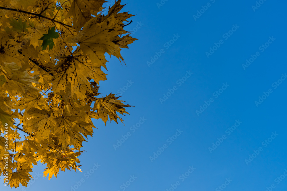 Yellow leaves of a maple in deep autumn against a blue sky before leaf fall Yellow leaves of a maple in deep autumn against a blue sky before leaf fall