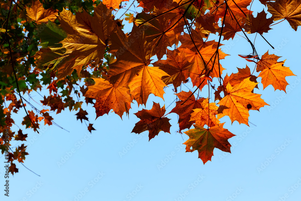 Bright red maple leaves in fall against clear blue sky. Bright red maple leaves in fall against clear blue sky.