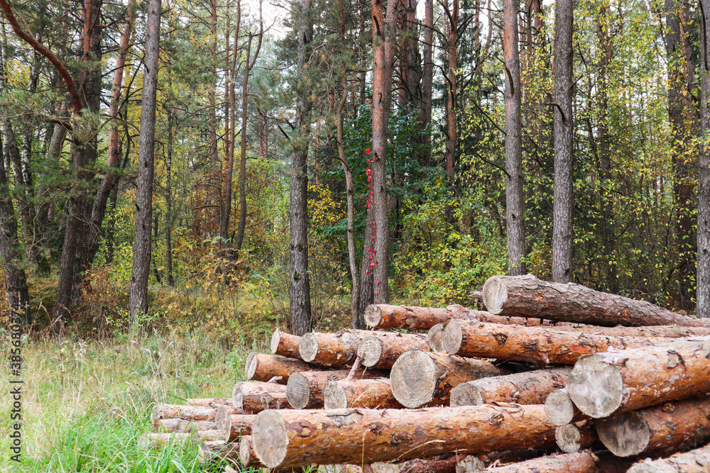 Log trunks pile, the logging timber wood industry. Wooden trunks on autumn forest background Log trunks pile, the logging timber wood industry. Wooden trunks on autumn forest background