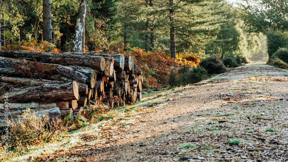 autumn in the woods with logs on gravel route autumn in the woods with logs on gravel route