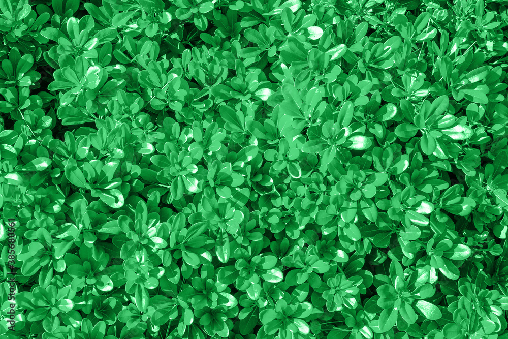 Fototapeta premium Natural Green leaves wall background. natural green leaf texture