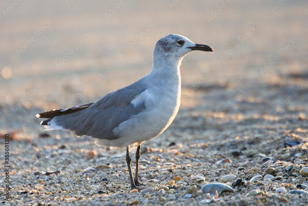 Laughing Gull (Larus atricilla), adult in winter plumage on the beach at Cape May, USA. September 2009 Laughing Gull (Larus atricilla), adult in winter plumage on the beach at Cape May, USA. September 2009