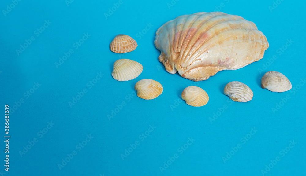 Marine layout. One big shiny shell and many small shells on a blue background. Marine layout. One big shiny shell and many small shells on a blue background.